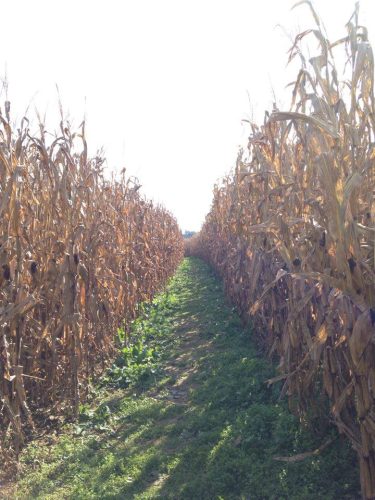 Hurricane Hill Farm Corn Maze