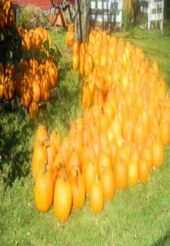 Red Barn Gardens U-Pic Pumpkin Patch