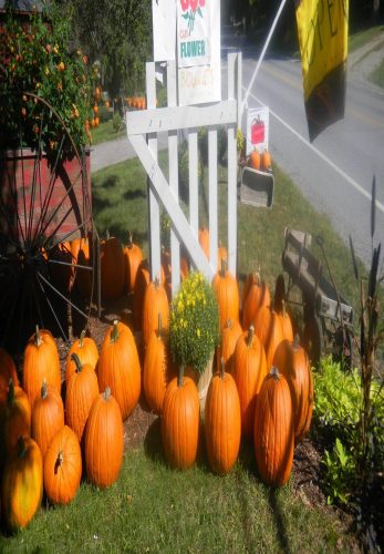 Red Barn Gardens U-Pic Pumpkin Patch