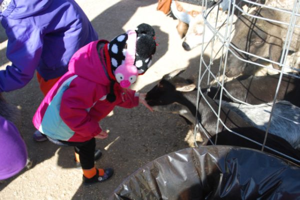 Siegel's Cottonwood Farm Pumpkin Fest