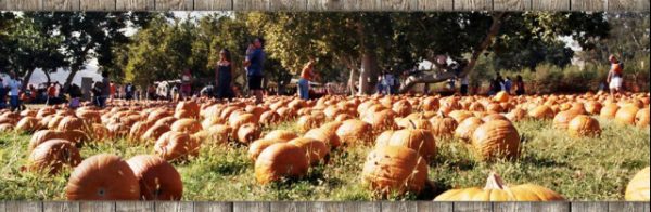 Stuckey Farm Market