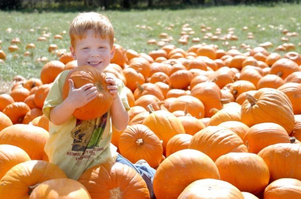 KC Pumpkin Patch