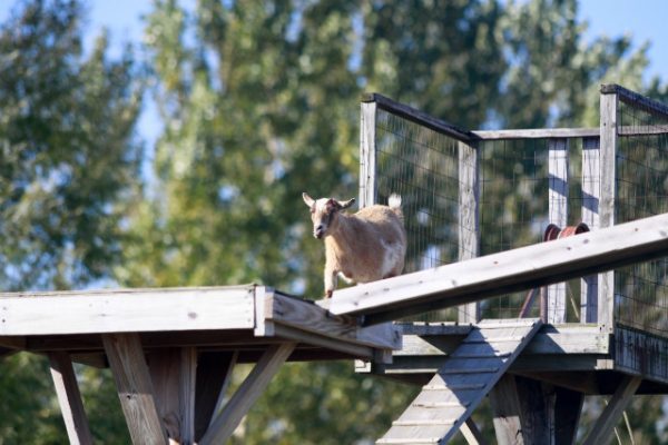 Waldvogel's Farm