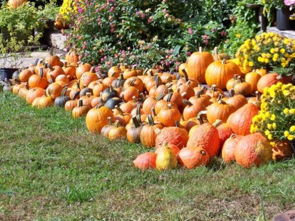 McKenna's Pumpkin Patch
