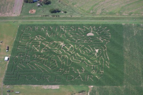 Rocky Creek Corn Maze