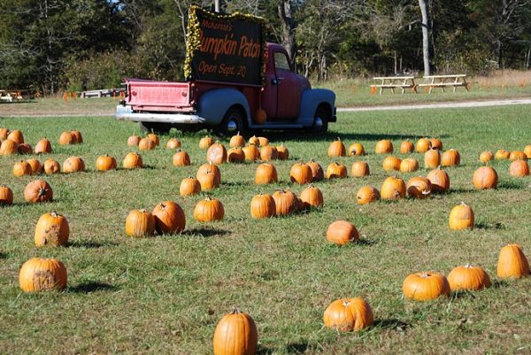 McKenna's Pumpkin Patch