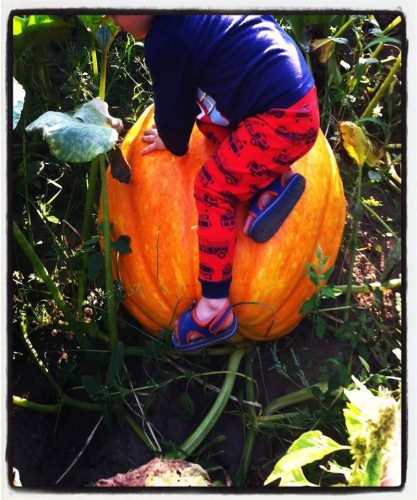 Snyders Family Farm