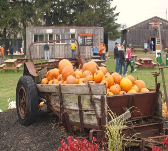 Snyders Family Farm