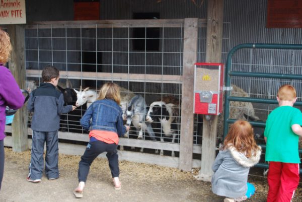 Siegel's Cottonwood Farm Pumpkin Fest