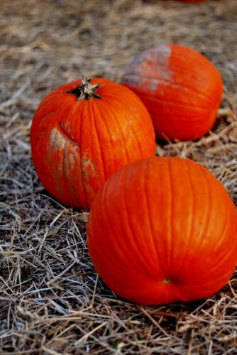 Greenstreet Gardens Fall Festival