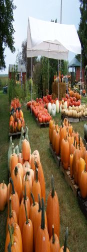 Hawk Valley Garden Pumpkin and Produce Stand's Fall Festival