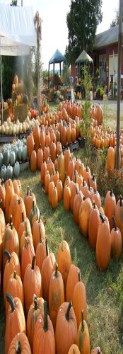 Hawk Valley Garden Pumpkin and Produce Stand's Fall Festival