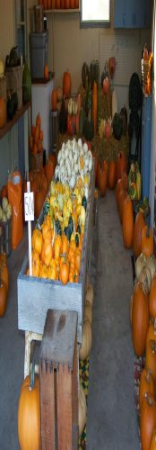 Hawk Valley Garden Pumpkin and Produce Stand's Fall Festival