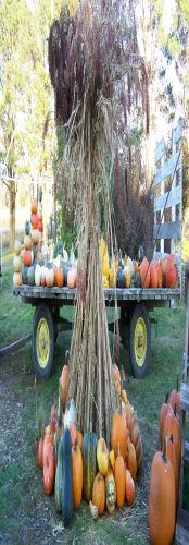 Hawk Valley Garden Pumpkin and Produce Stand's Fall Festival