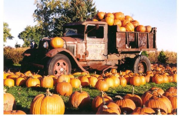 Borzynski's Farm & Floral Market