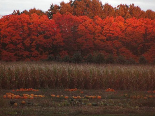 Harvest Moon Acres