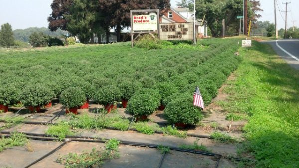 Brad's Produce