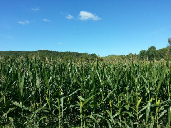 Brookdale Farms Corn Maze