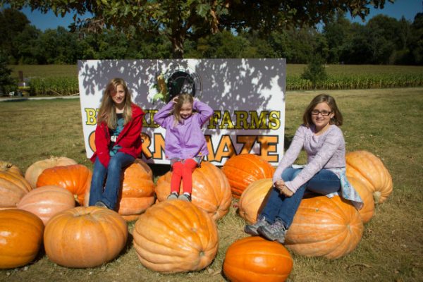 Brookdale Farms Corn Maze
