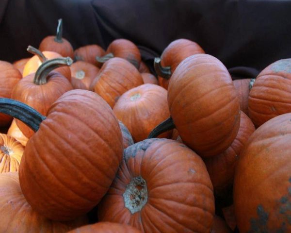 Springville Pumpkin Patch