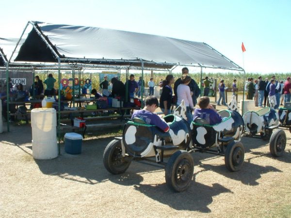 Cajun Country Corn Maze