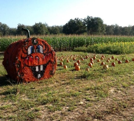 CornDodgers Farm Haunted Trail Maze