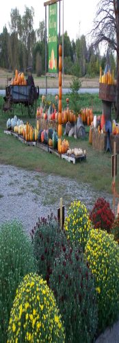 Hawk Valley Garden Pumpkin and Produce Stand's Fall Festival