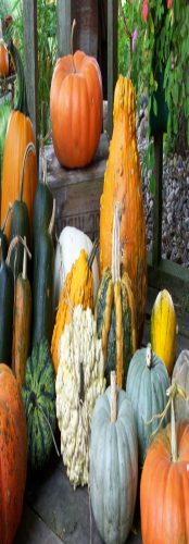 Hawk Valley Garden Pumpkin and Produce Stand's Fall Festival