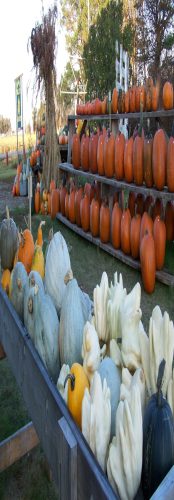 Hawk Valley Garden Pumpkin and Produce Stand's Fall Festival
