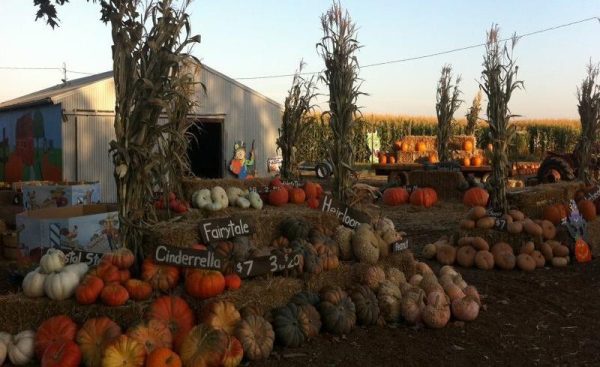 R.A.M. Farms Inc Corn Maze