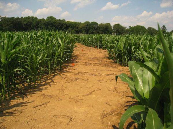 Stony Hill Maze Fun Park