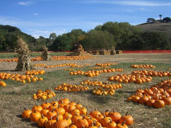 Pick of the Patch Pumpkins