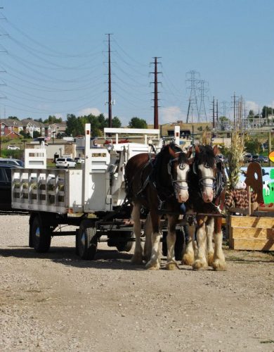 Lower Valley Pumpkin Patch