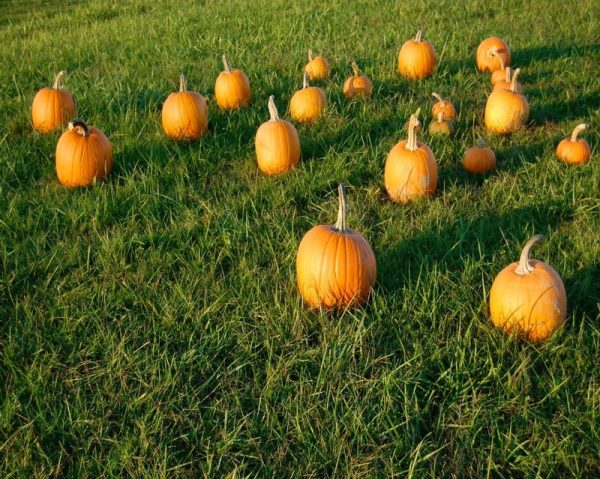 Sycamore Run Farms- Corn Maze, Pumpkin Patch, and More!