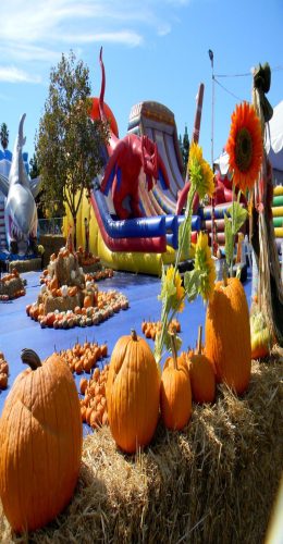 Pick of the Patch Pumpkins