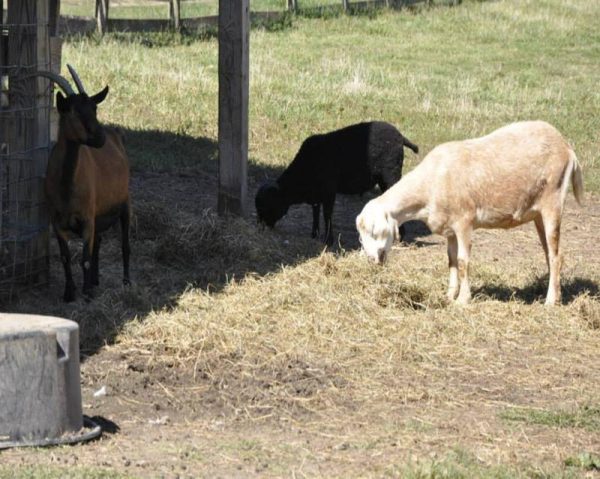 Stonycreek Farm - 39th Annual Pumpkin Harvest Festival
