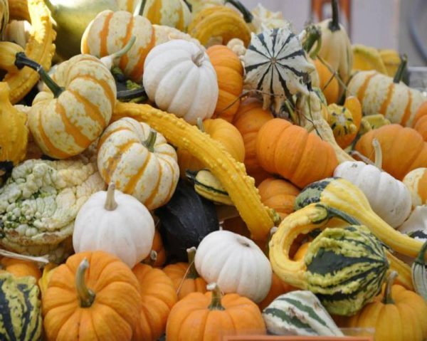 Stonycreek Farm - 39th Annual Pumpkin Harvest Festival
