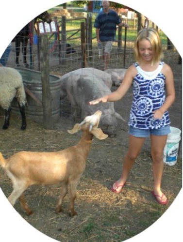 Barn Stahl Petting Zoo & Corn Maze