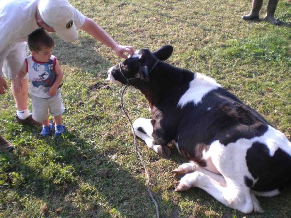 Barn Stahl Petting Zoo & Corn Maze