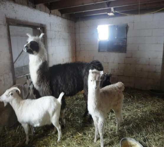 Barn Stahl Petting Zoo & Corn Maze