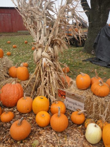 Barn Stahl Petting Zoo & Corn Maze