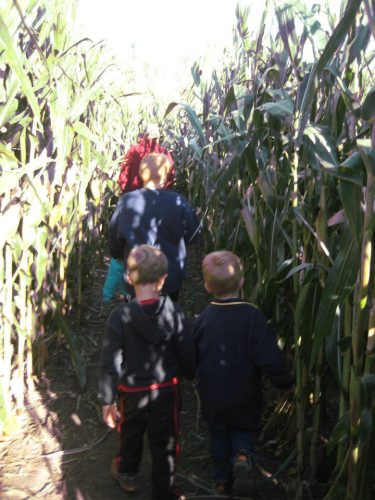 Barn Stahl Petting Zoo & Corn Maze