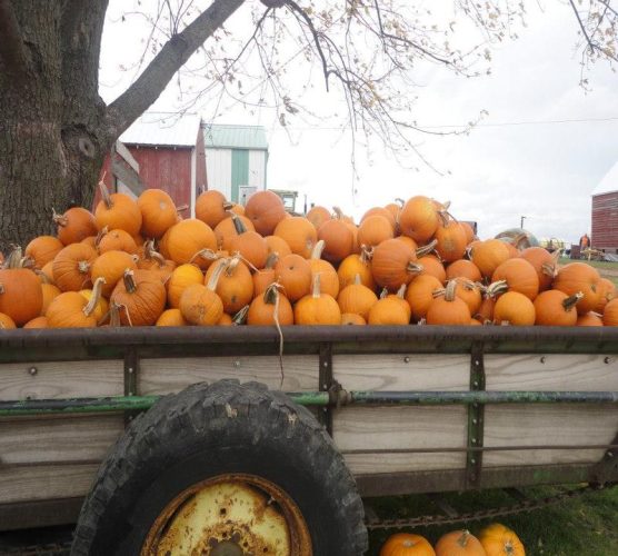 Barn Stahl Petting Zoo & Corn Maze