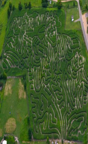 Shafer Corn Maze