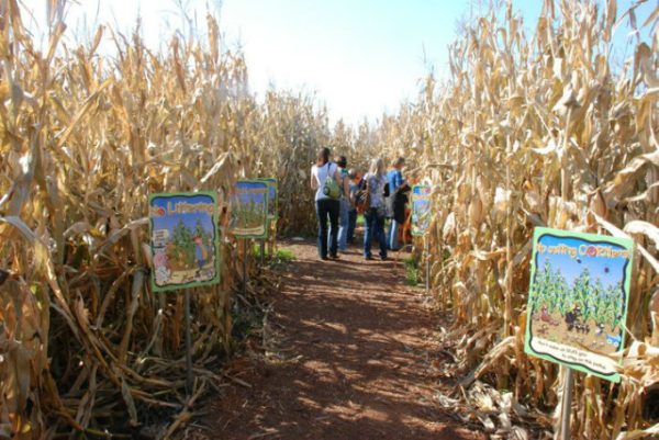 Govin's Farm Corn Maze