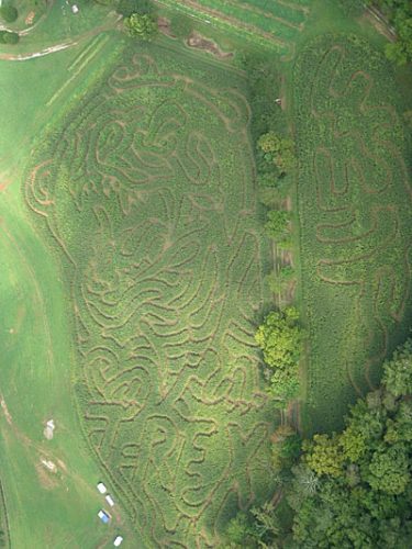 Kernel Kob Corn Maze
