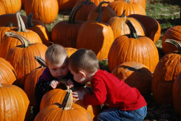 All Seasons Apple Orchard Corn Maze