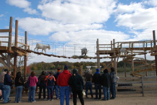 All Seasons Apple Orchard Corn Maze