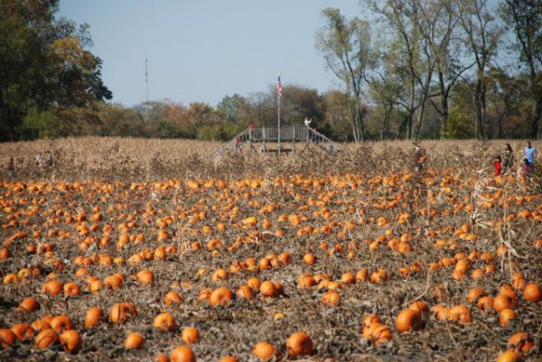 All Seasons Apple Orchard Corn Maze