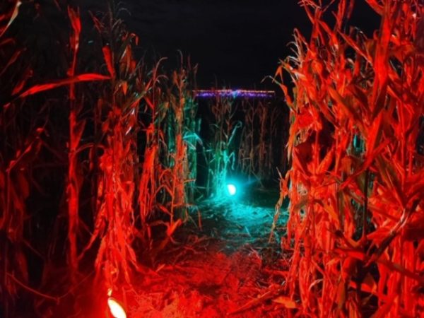 Happy Pumpkin Corn Maze